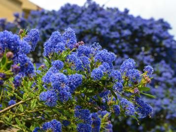 Ceanothus bushes can grow fairly large