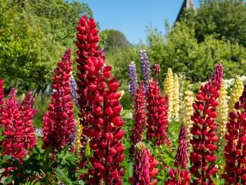 Lupin flowers come in many different colours and shades