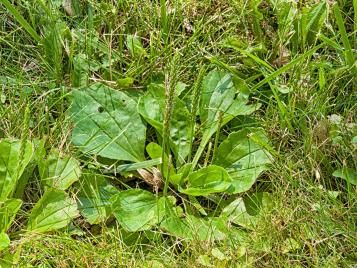 Plantain weed growing in a lawn