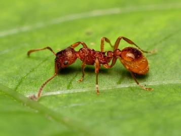 Red ant (Myrmica rubra)