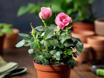 Roses growing in a pot