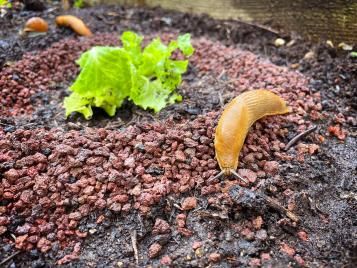 Using a slug and snail barrier material