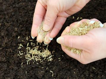 Sowing grass seed by hand