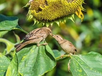 Sparrows feeding from a sunflower