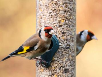 Goldfinches feeding from a garden feeder