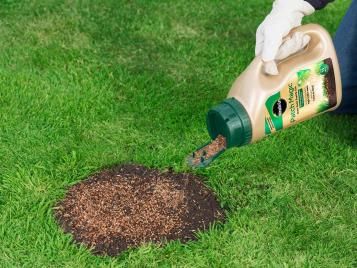 Lawn patch repairing with Miracle-Gro Patch Magic grass seed