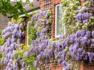 Wisteria growing on a house