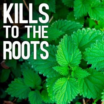 KIlls to the roots