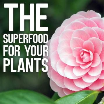 The superfood for your plants