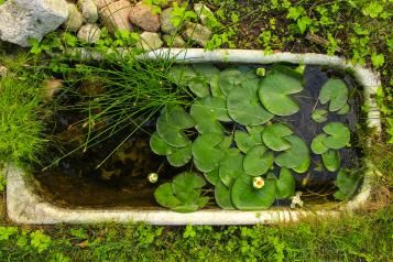 Get ready for autumnwatch - Mini pond