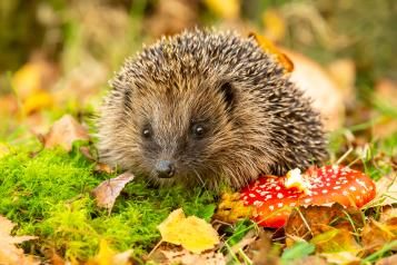 Get ready for autumnwatch - Hedgehogs