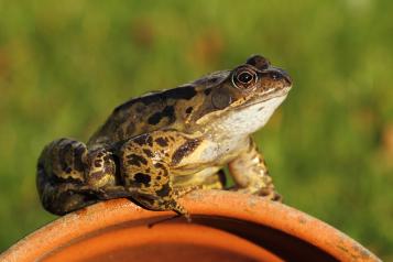 Get ready for autumnwatch - Frogs