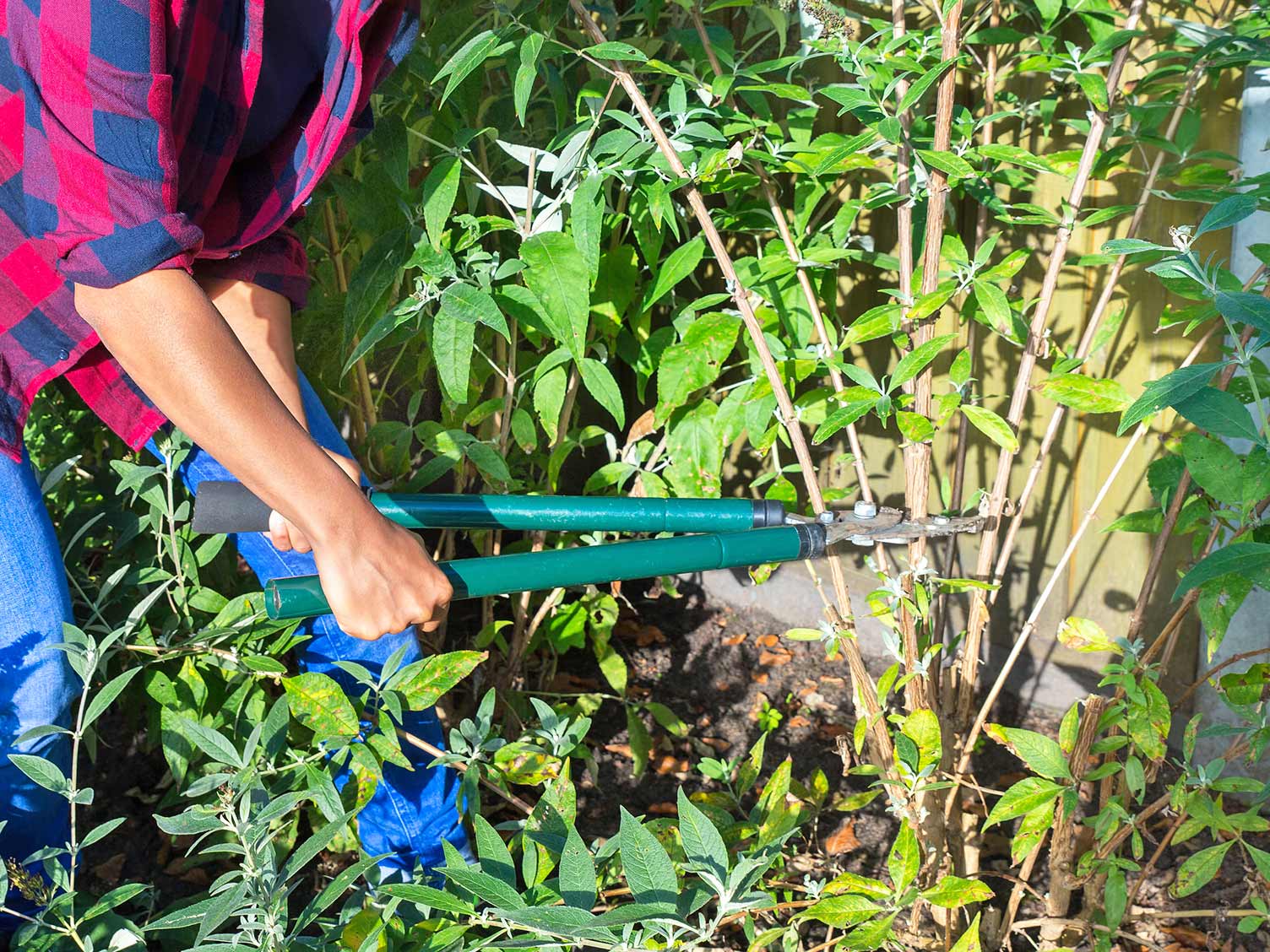 Pruning The Butterfly Bush Buddleia Davidii Lovethegarden