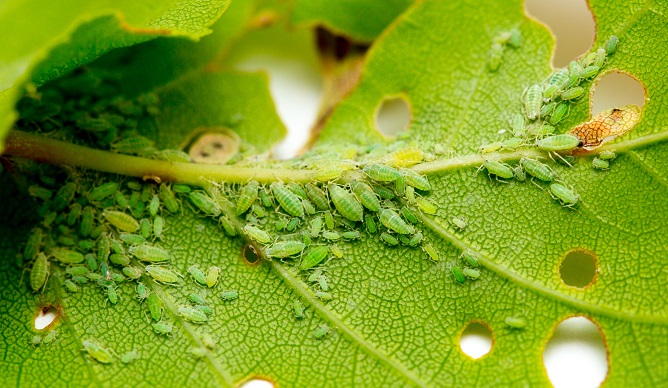 Identify and Indoor Plant Pests & Diseases | Love The Garden