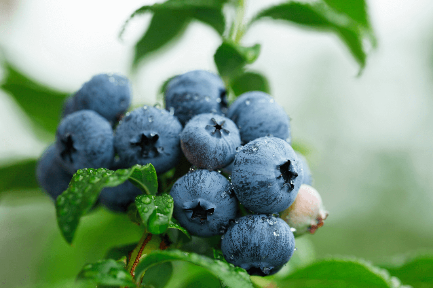Fruits Lab SG - AUS Eureka jumbo blueberries. Sweet and