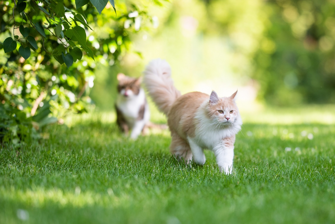 Stewart Island Toeval Bedenken Gebruik je planten in de strijd tegen katten