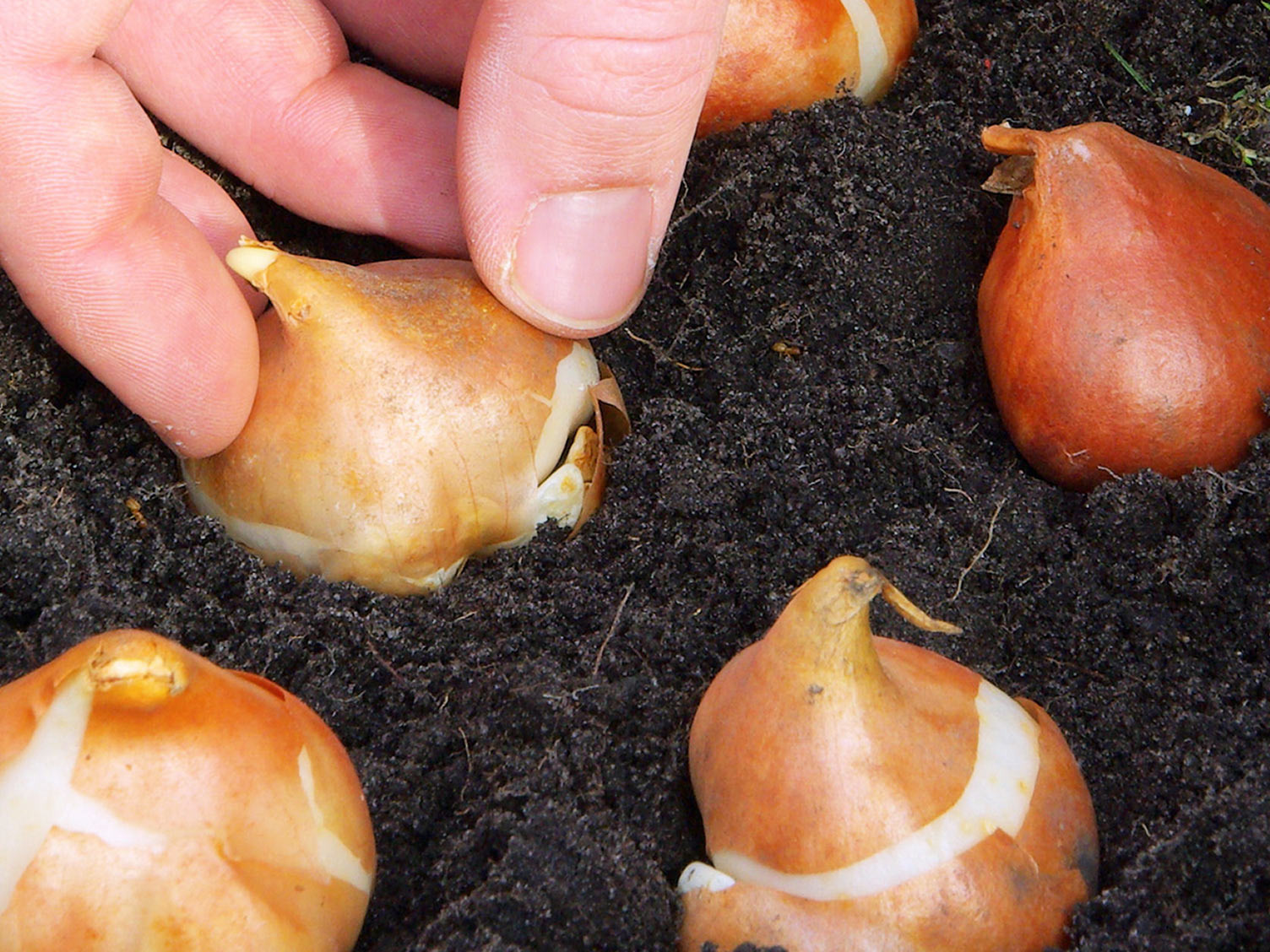 Plantation Bulbes La Pause Jardin Planter Et Semer Les Plantes Bulbe