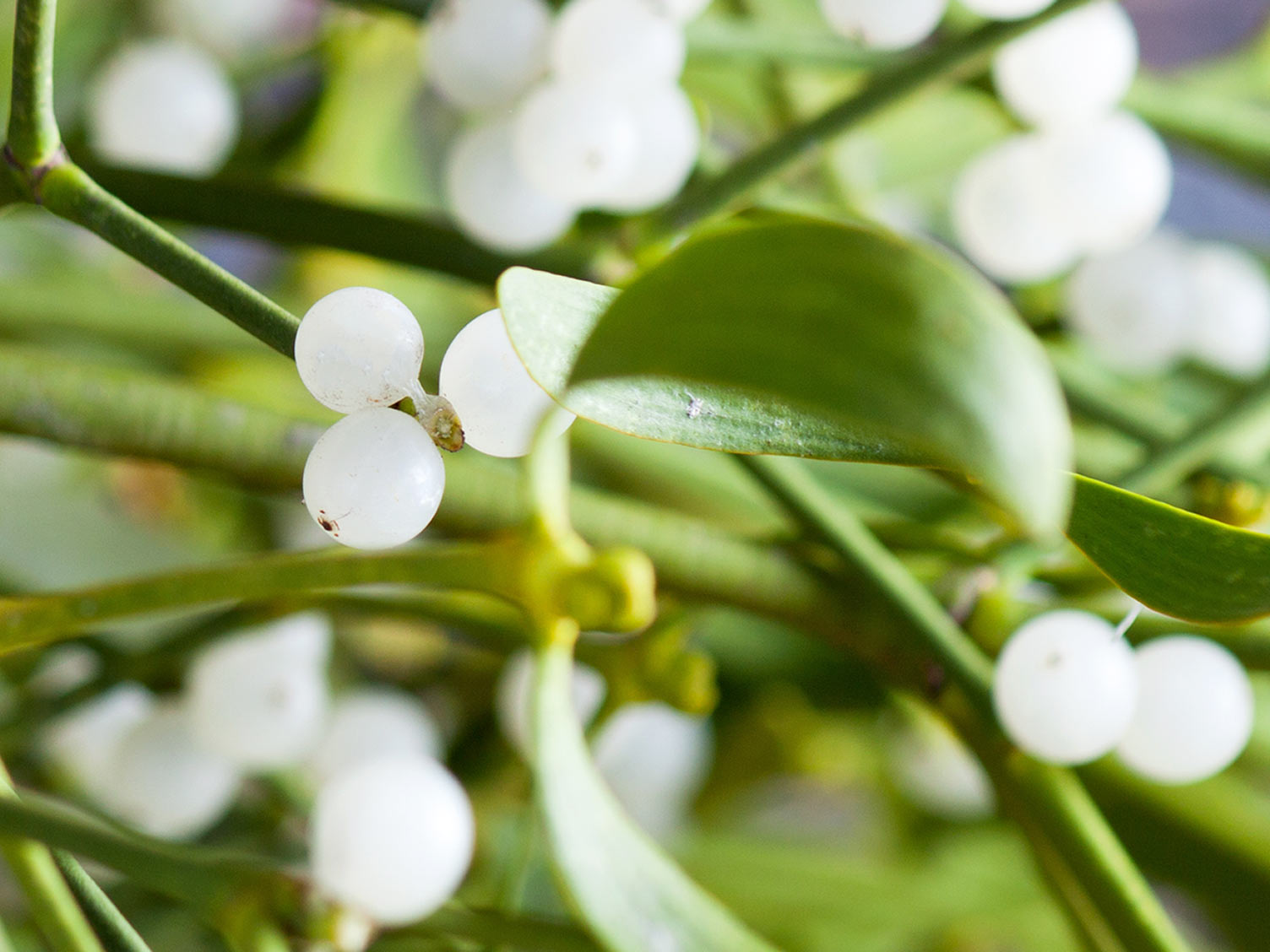 Mistletoe Flower