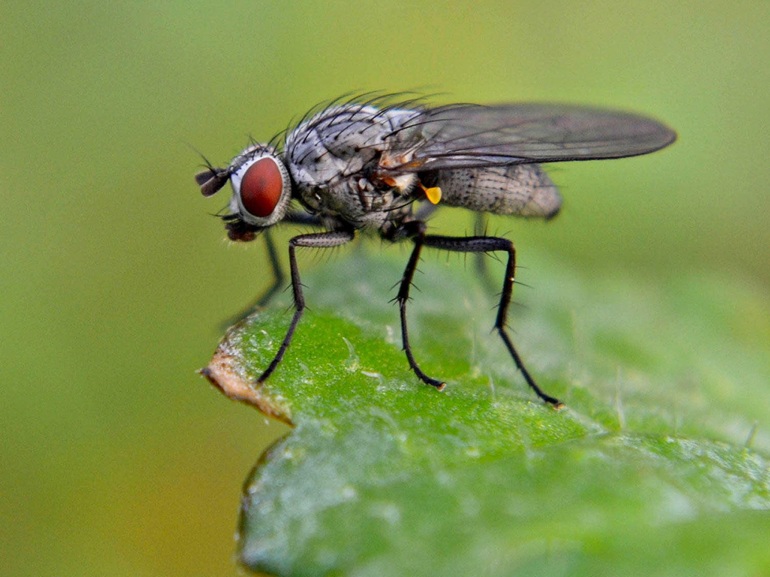 Cabbage Root Fly - Treatment And Control 