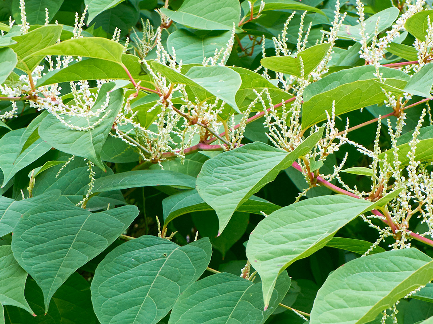 Uses For Japanese Knotweed