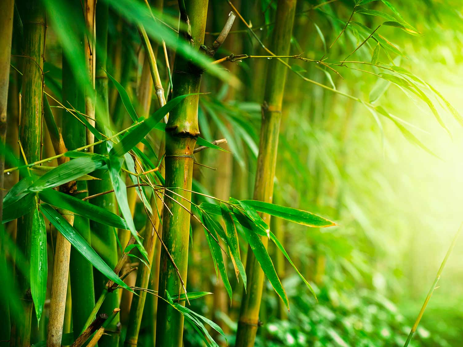 Как вырастить бамбук Советы для моего сада