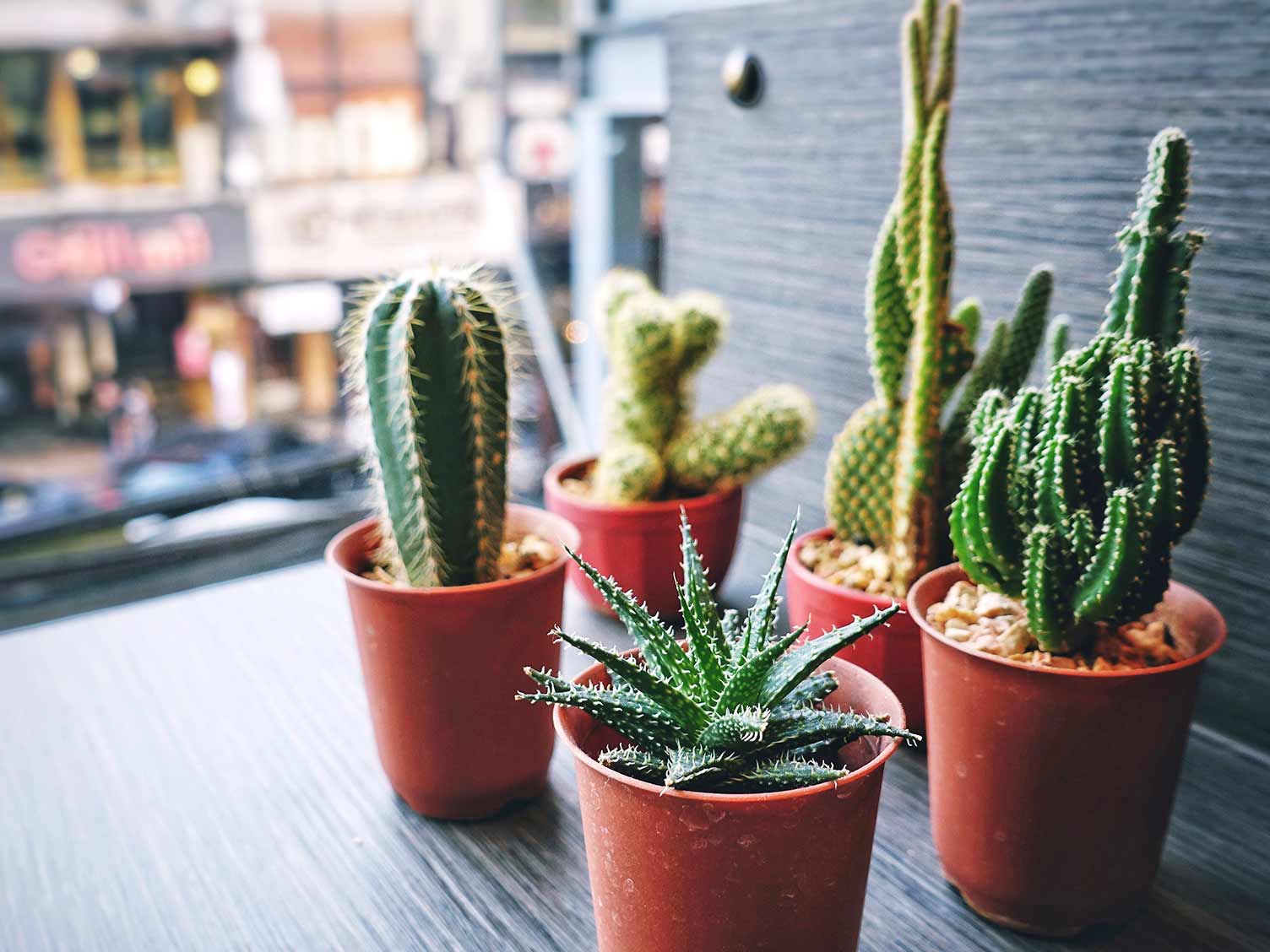 How To Look After A Cactus Plant | Love The Garden