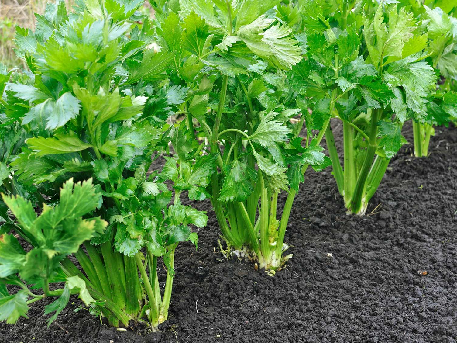UK_celery-growing.jpg