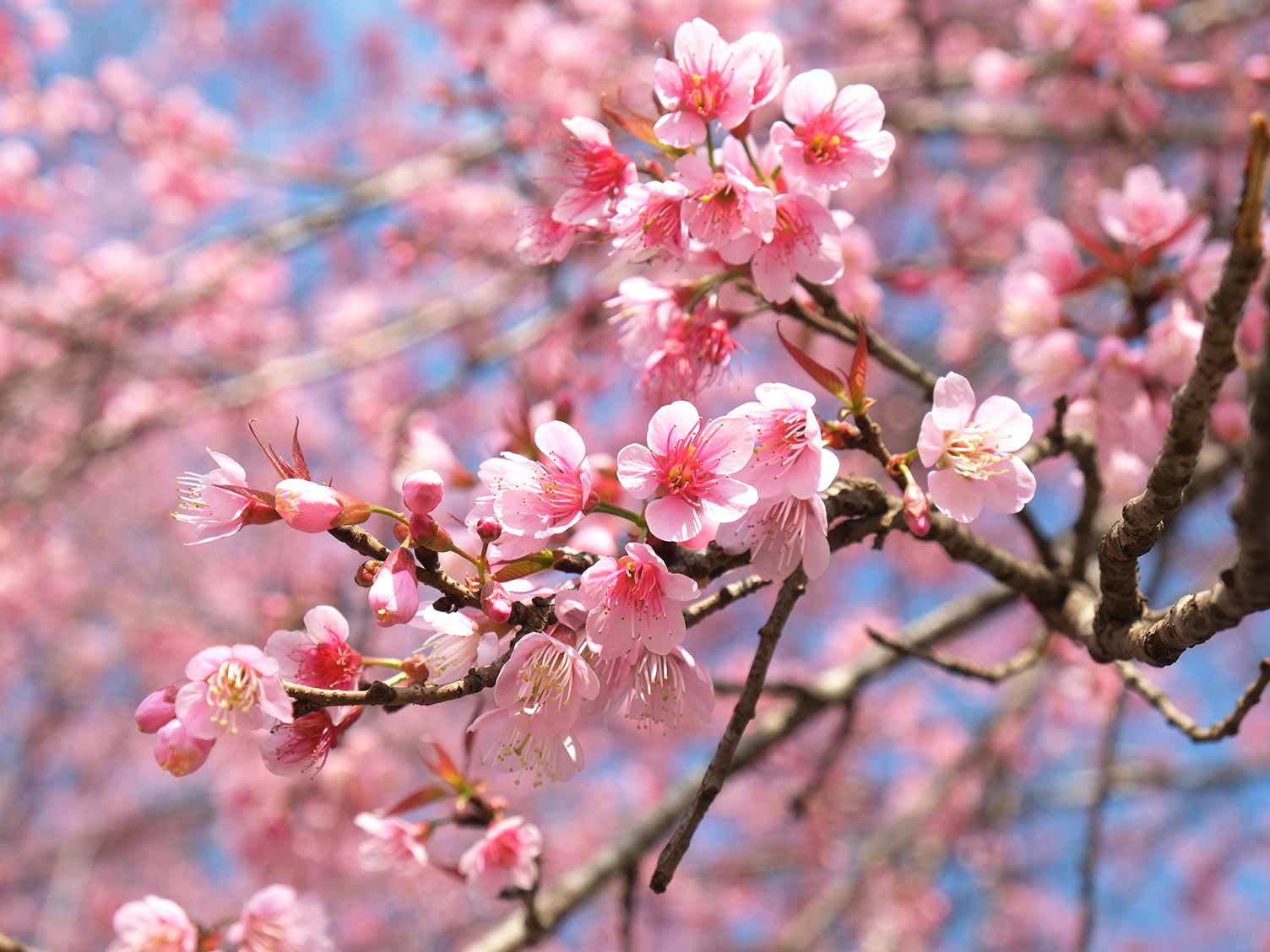 Pink Flowering Cherry Trees