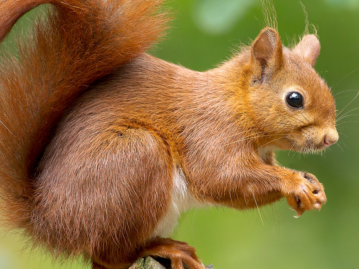 Red Squirrel Vs Fox Squirrel