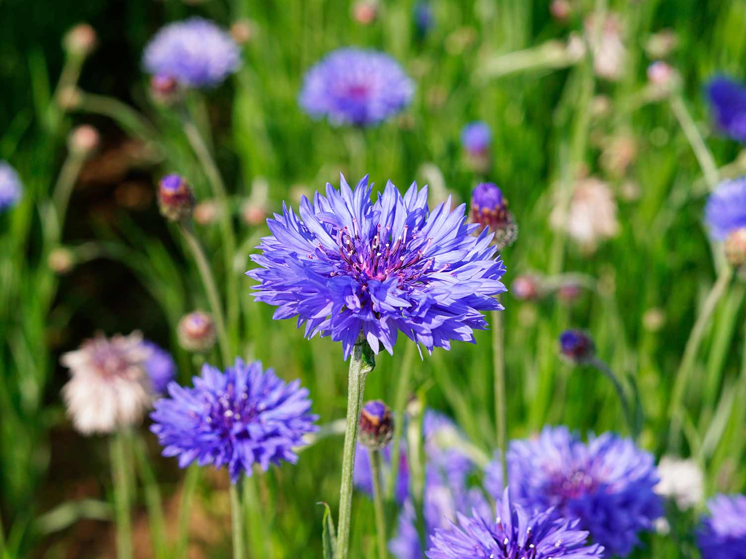 How To Grow And Care For Cornflower Lovethegarden