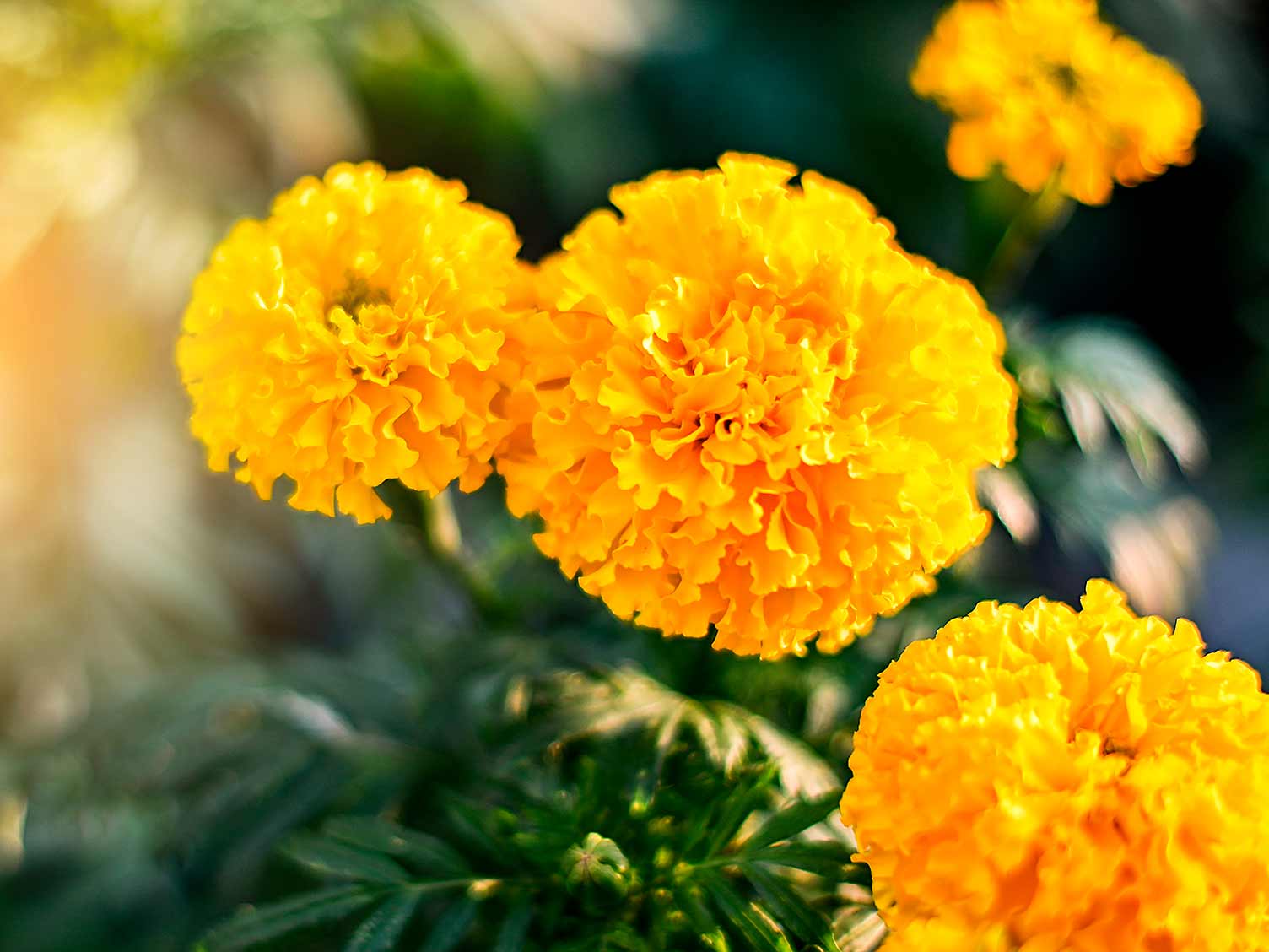 How To Grow And Care For Marigolds Lovethegarden