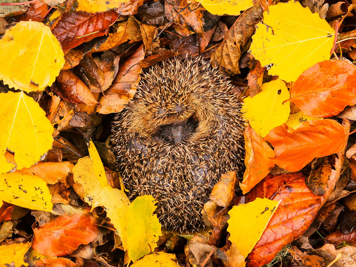 When Do Hedgehogs Hibernate Love The Garden