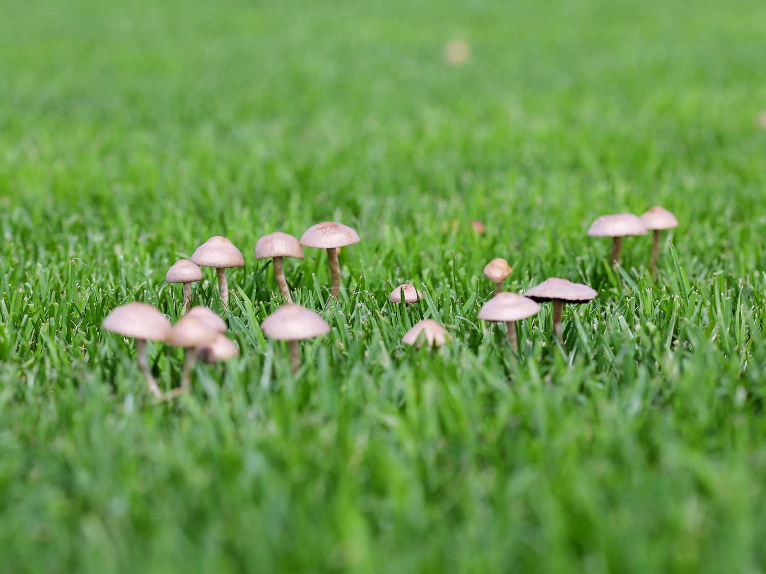 Top 15 What Does It Mean To Have Mushrooms In Your Yard