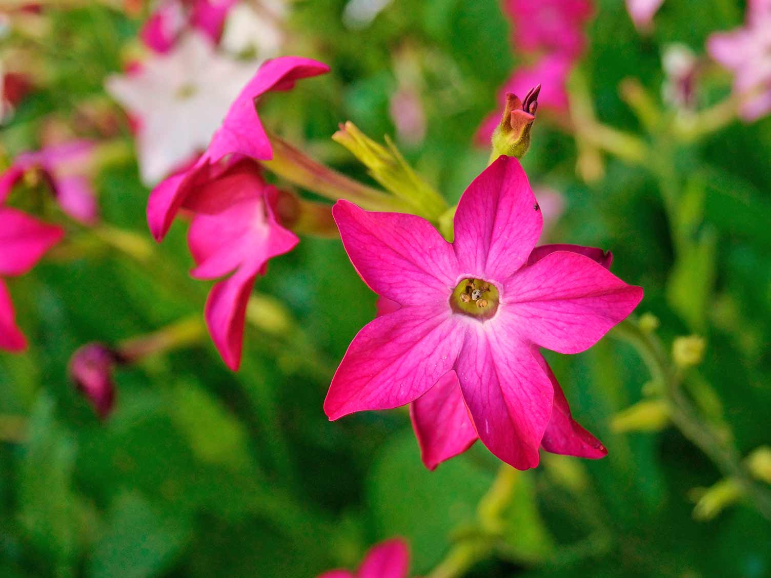 Nicotiana květiny