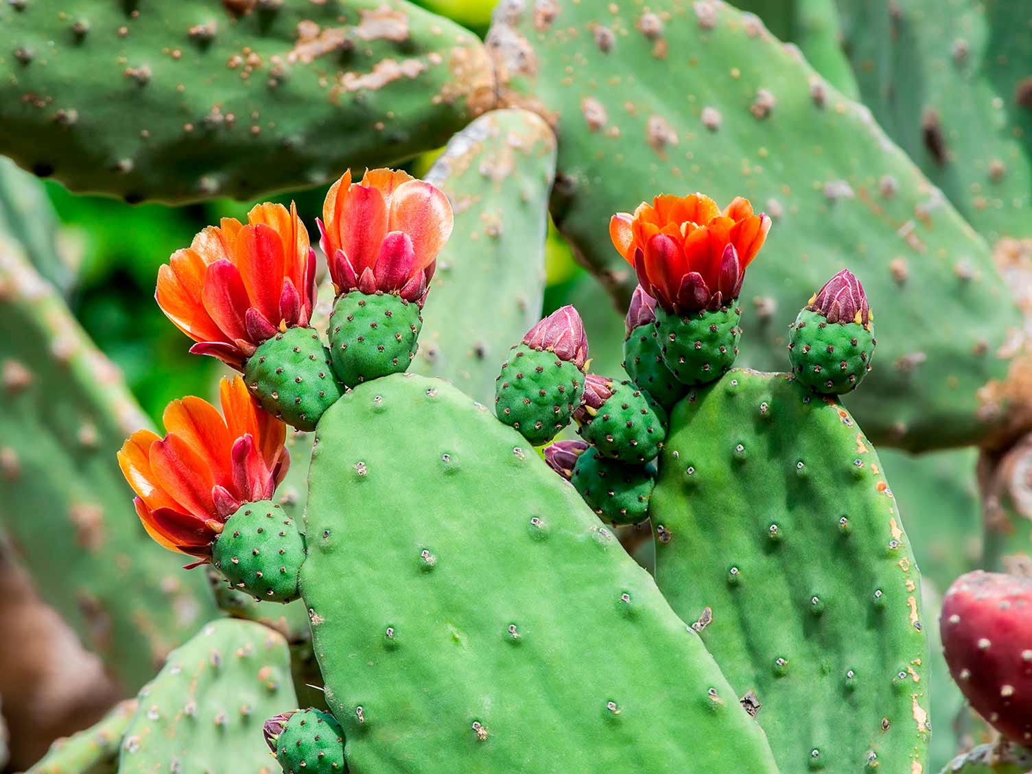 Group Of Prickly Pear Cactus With Colorful Flowers Blooming - Beautiful  Full Wallpaper Stock Photo, Picture and Royalty Free Image. Image 147542333.