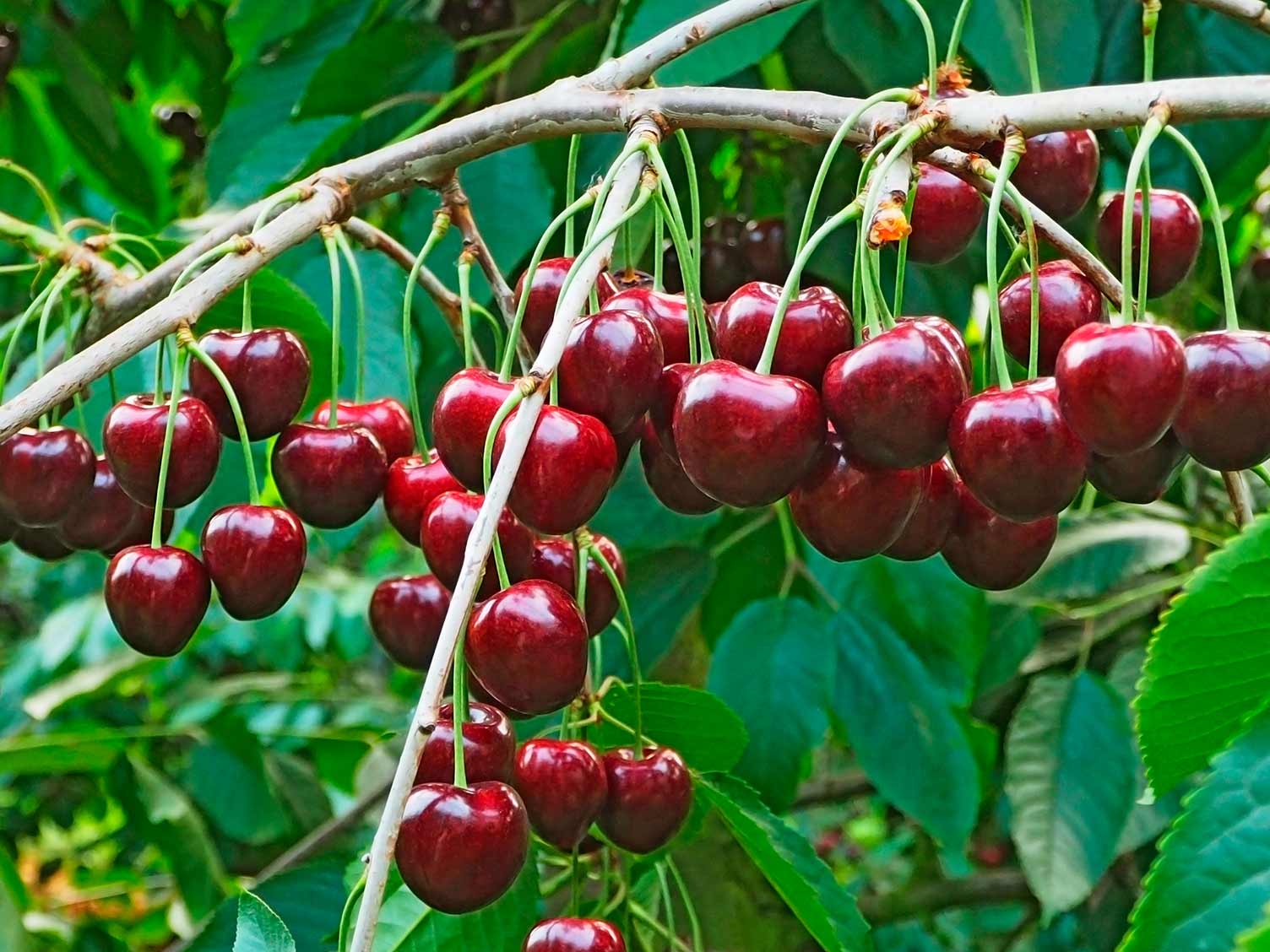 cherry plants