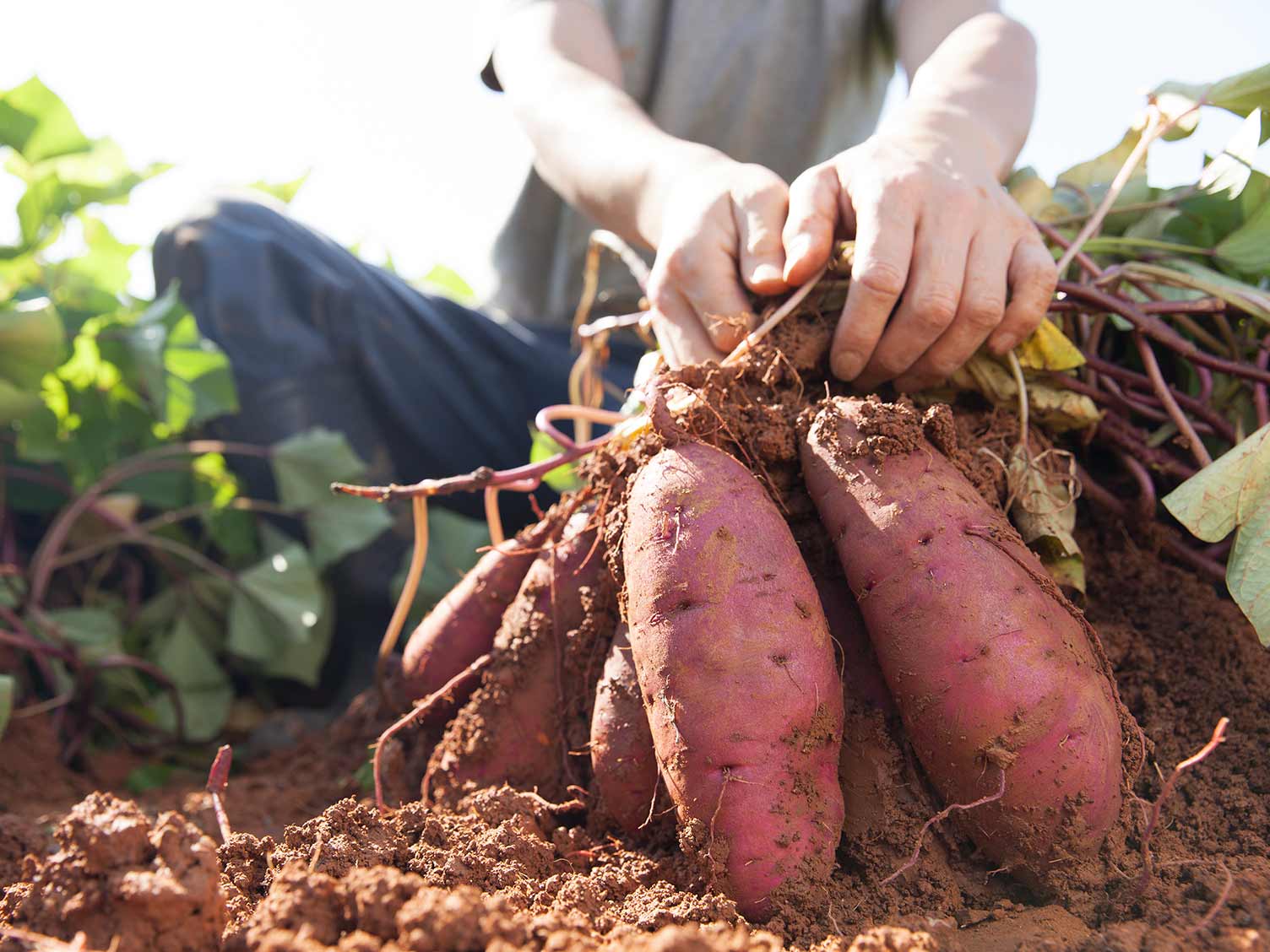 A Guide To Growing Sweet Potatoes Lovethegarden