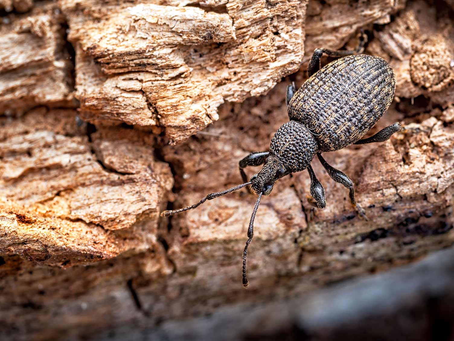 Vine weevils - treatment and control | lovethegarden