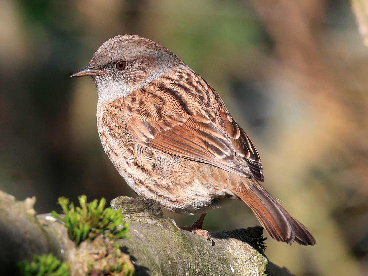 19 Common British Birds In Your Garden Love The Garden