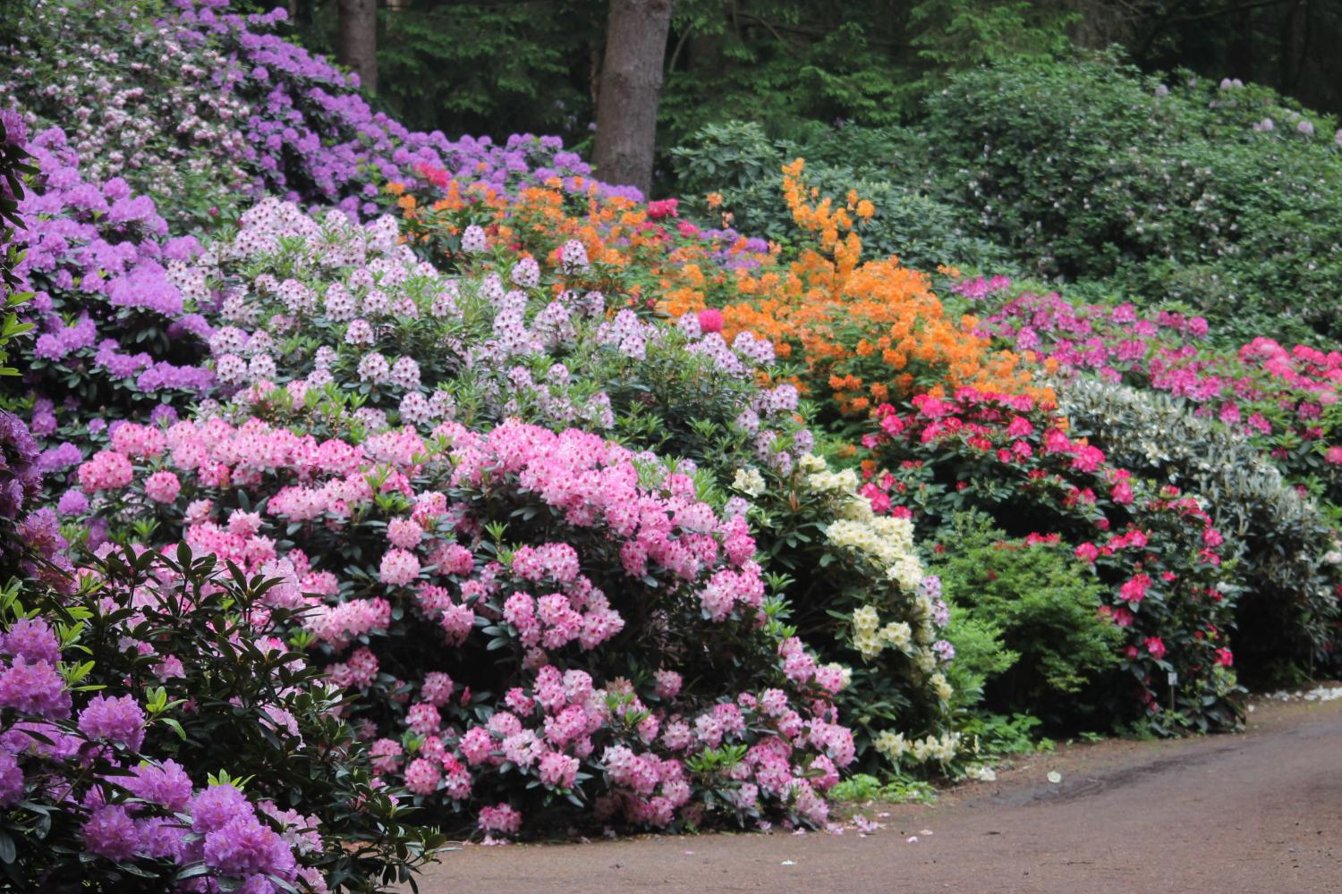 Rhododendren. Vielfalt in Form und Farbe