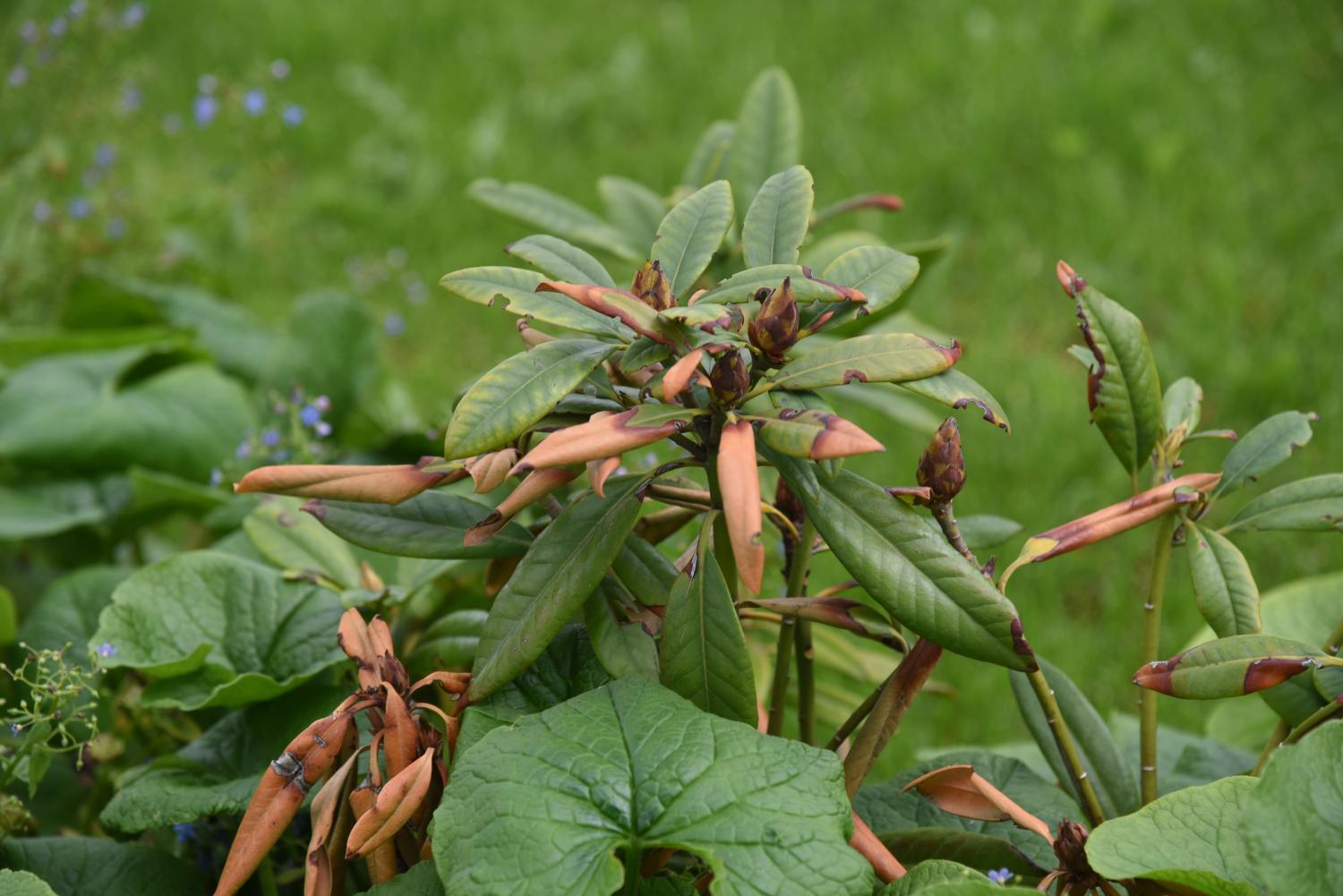 Triebsterben beim Rhododendron