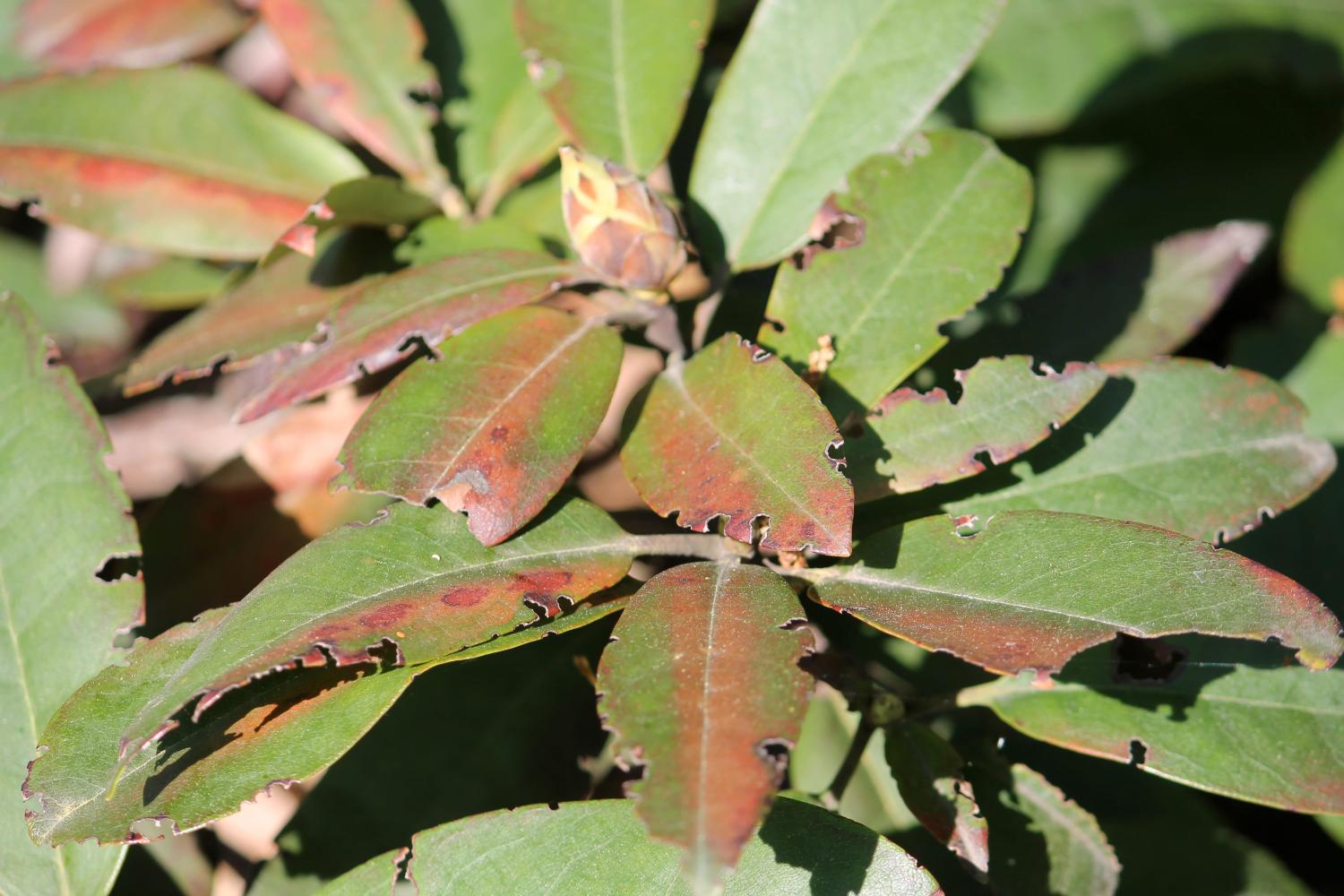 Der Dickmaulrüssler verursacht unschöne Fraßspuren an den Blättern der Rhododendren