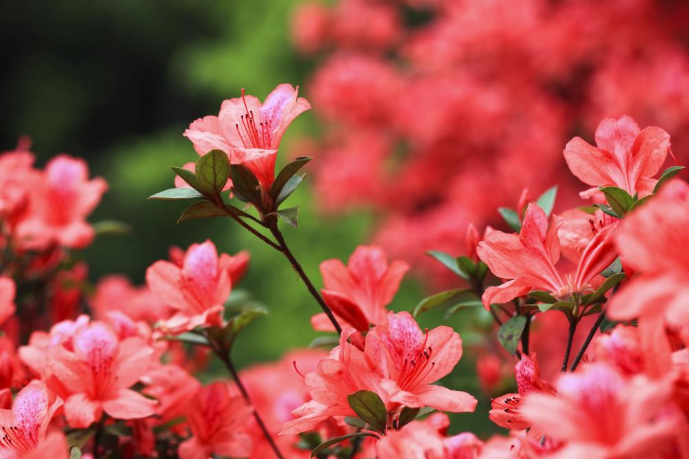 Japanische Azalee (Rhododendrum Japonicum) 