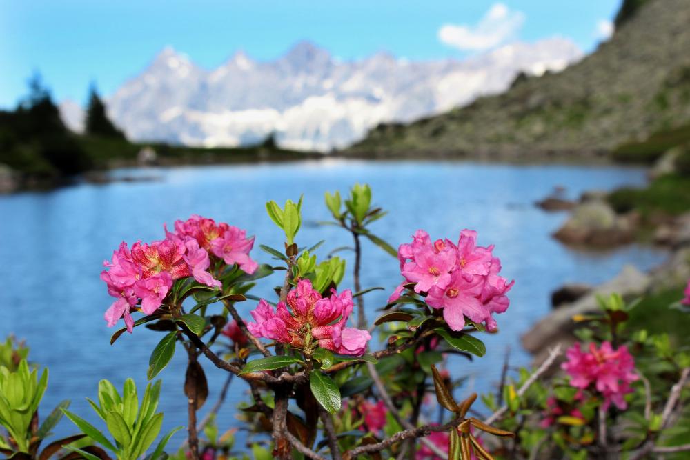 Rostblättrige Alpenrose (Rhododendron ferrugineum) am Spiegelsee mit Blick auf das Dachsteinmassiv