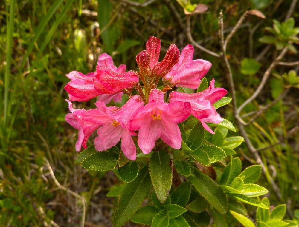 Die Bewimperte Alpenrose (Rhododendron hirsutum) ist ebenfalls in Österreich heimisch.