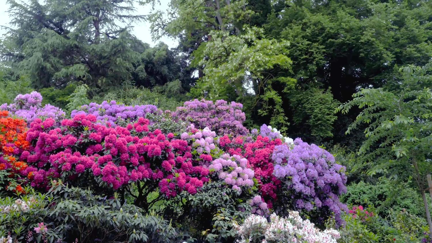 Die Rhododendron Blüte. Ein einzigartiges Naturschauspiel