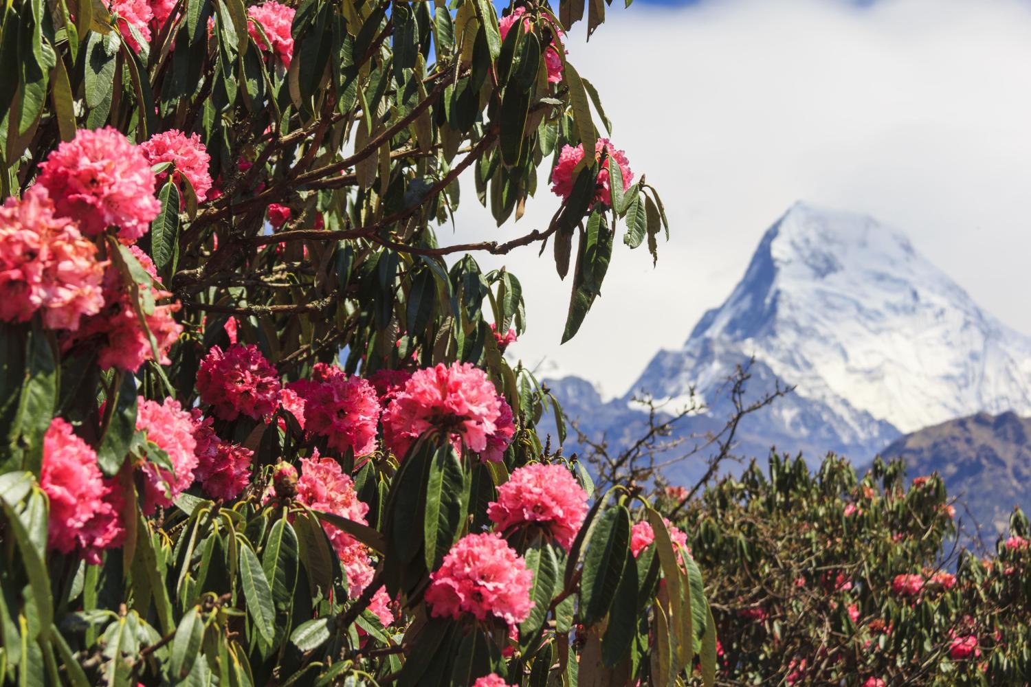 Rhododendren am Fuße des Himalayas