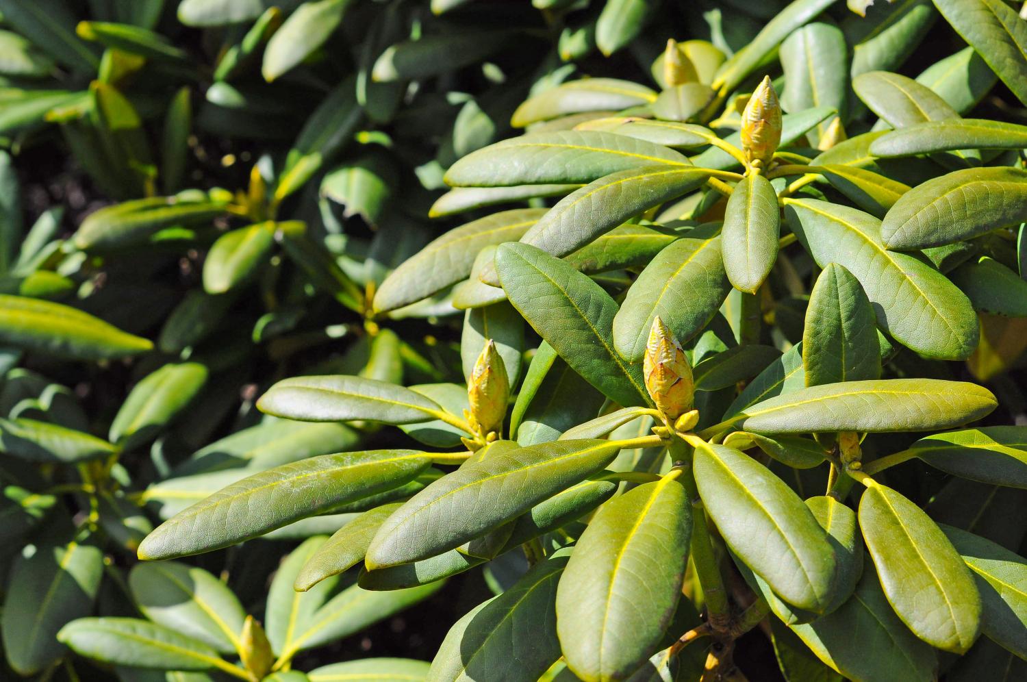 Rhododendren Winterknospen