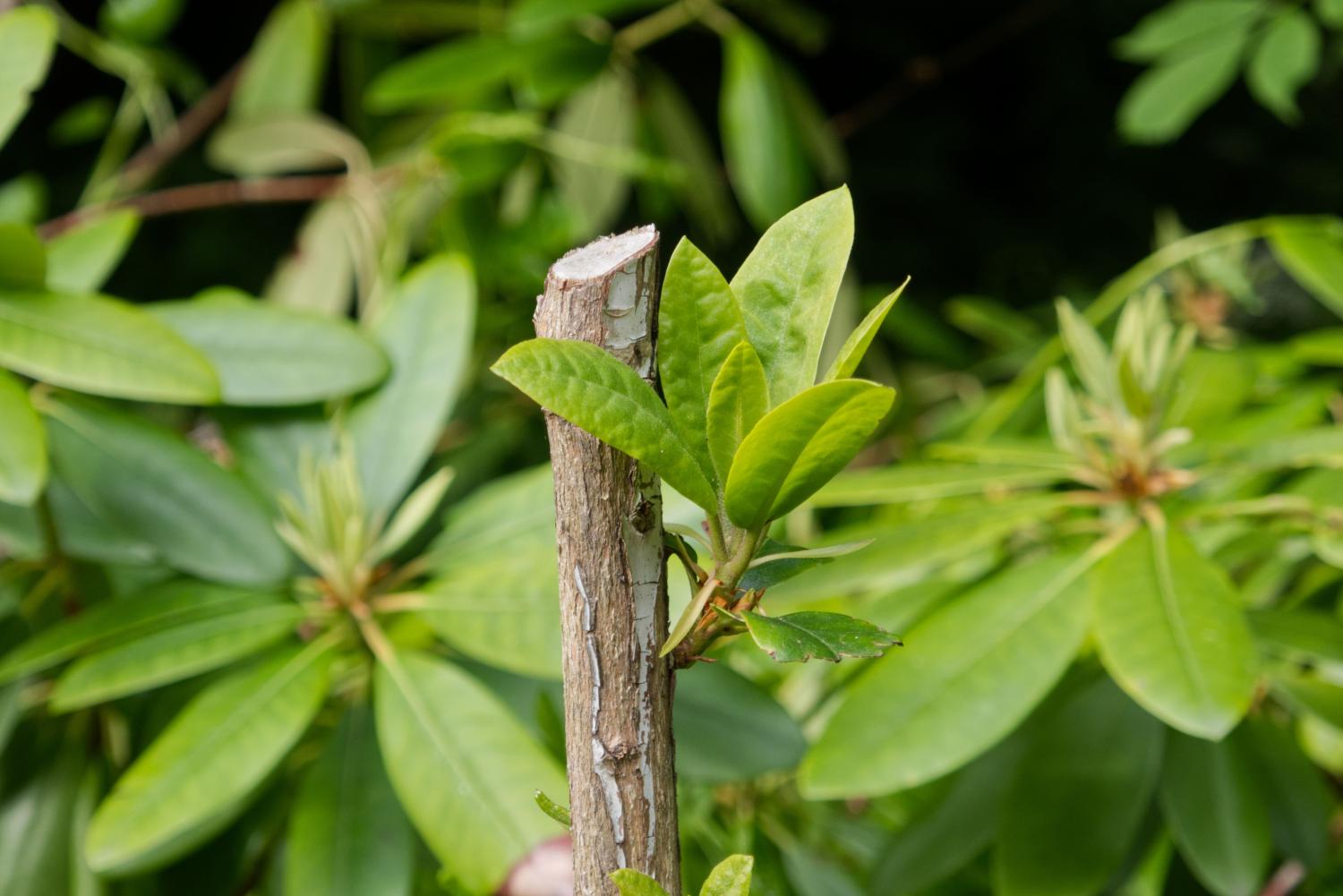 Neuer Austrieb nach dem Rückschnitt des Rhododendrons