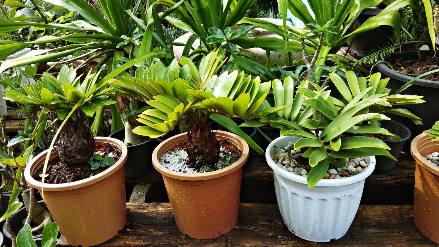 Die Zamie (Zamia furfuracea) ähnelt der Zamioculcas (Zamioculcas…) zwar, sie gehören allerdings zu unterschiedlichen Pﬂanzenfamilien.